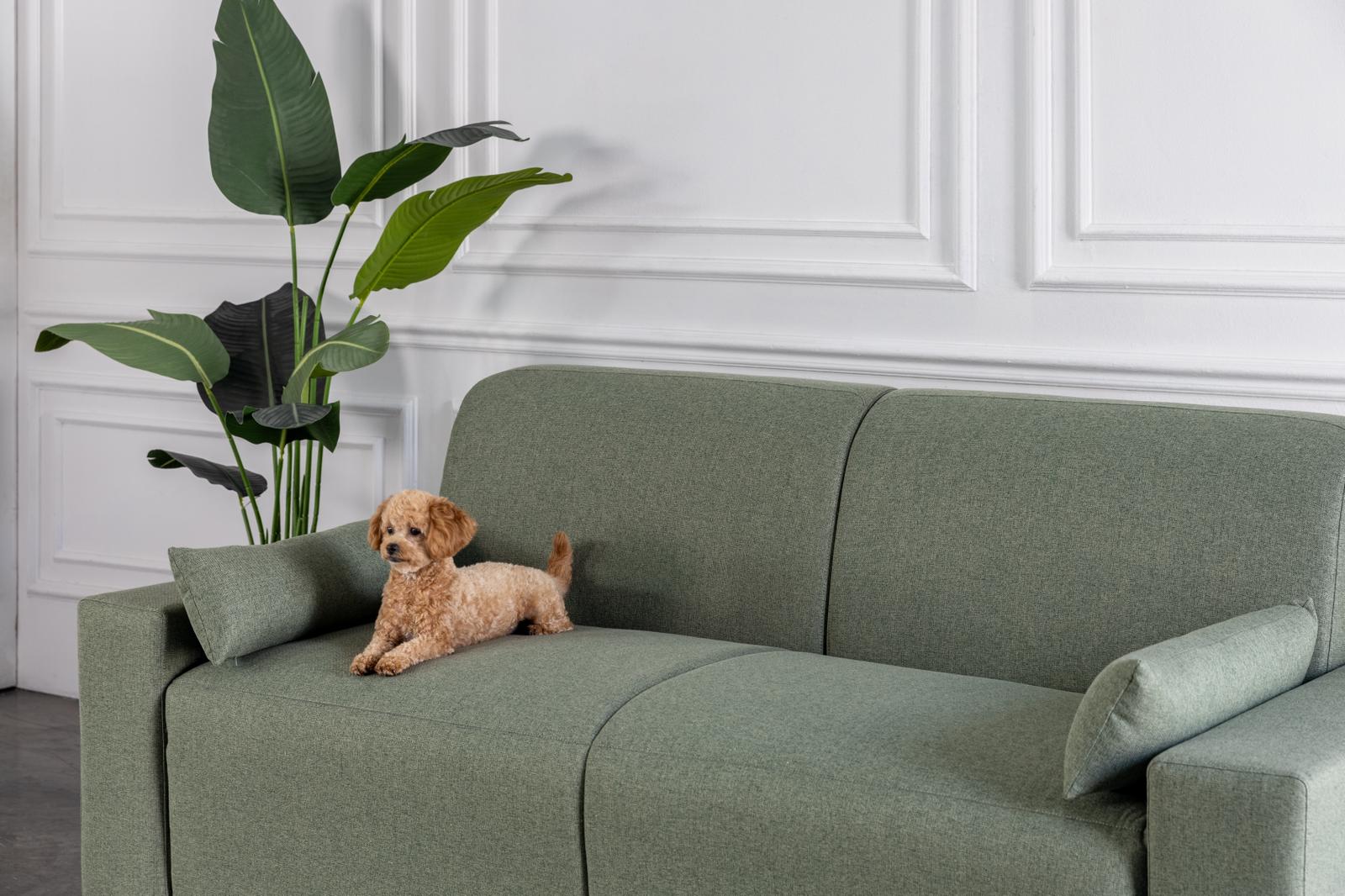 Dog sitting on a comeover sofa bed with easy to clean and pet friendly fabric