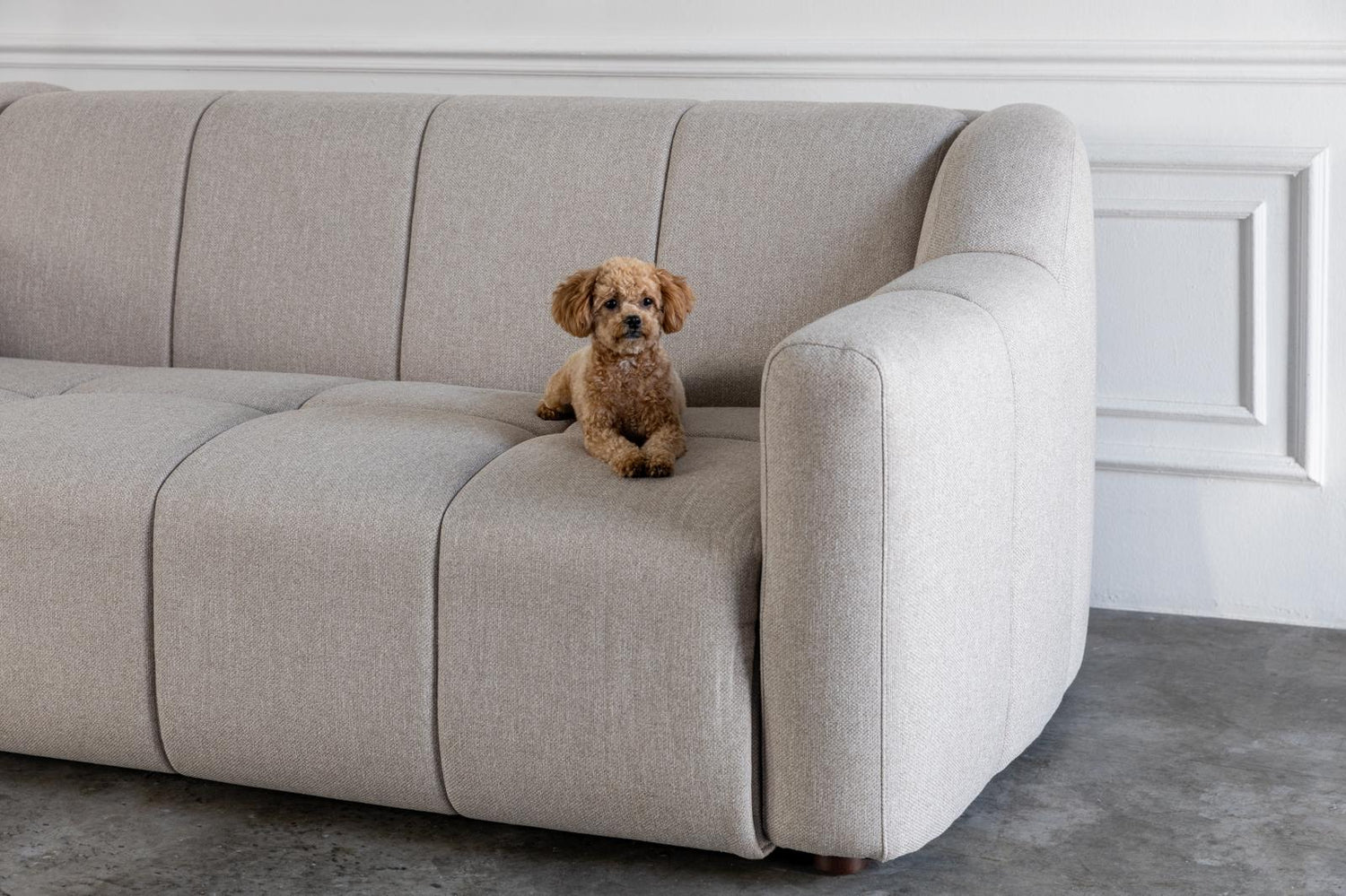 Dog sitting on a comeover sofa bed with easy to clean and pet friendly fabric