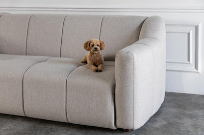 Dog sitting on a comeover sofa bed with easy to clean and pet friendly fabric